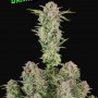 Насіння конопель BRUCE BANNER Auto від Fast Buds