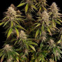 Семена конопли GORILLA MELON ™ от Fast Buds
