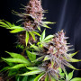 Cannabis seeds Purple LEMONADE_FF from Fast Buds