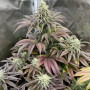 Семена конопли RAINBOW MELON ™ от Fast Buds