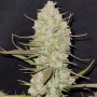 Семена конопли TROPICANA Cookies Auto от Fast Buds