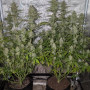 Семена конопли Z-Up Auto™ от Fast Buds
