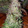 Cannabis seeds Original AUTO SKUNK from Fast Buds
