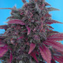 Cannabis seeds DARK DEVIL AUTO® from Sweet Seeds