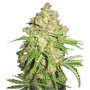 Cannabis seed variety White Russian Feminised