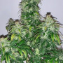 Cannabis seeds CBD Auto 20:1 from Fast Buds