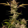 Семена конопли ZTRAWBERRIEZ Auto от Fast Buds