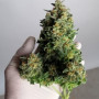 Семена конопли GIRL SCOUT COOKIES Auto от Fast Buds