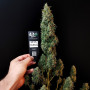 Cannabis seeds Original SOUR DIESEL Auto from Fast Buds