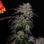 Cannabis seeds GG4 Sherbet FF from Fast Buds