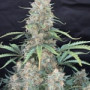 Семена конопли Original AUTO AFGHAN KUSH от Fast Buds