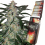 Cannabis seeds DEIMOS AUTO® from Buddha Seeds