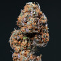 Cannabis seeds DEIMOS AUTO® from Buddha Seeds