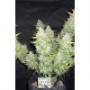 Насіння конопель Original AUTO WHITE WIDOW від Fast Buds