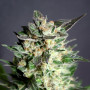 Cannabis seed variety Diesel Glue