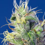 Cannabis seeds DO-SWEET-DOS® from Sweet Seeds