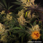 Cannabis seeds DOS SI DOS #33 from Barney's Farm