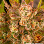 Cannabis seeds DOS SI DOS AUTO from Barney's Farm