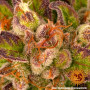 Cannabis seeds DOS SI DOS AUTO from Barney's Farm