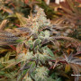 Cannabis seed variety Meringue Feminised Silver