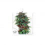 Cannabis seeds DURBAN POISON® from Dutch Passion