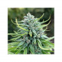 Cannabis seeds DURBAN POISON® from Dutch Passion