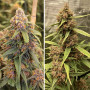 Cannabis seed variety Durban Poison Feminised Silver