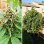 Cannabis seed variety Durban Poison Feminised Silver