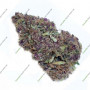 Cannabis seed variety Frisian Dew Feminised Silver