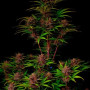 Семена конопли PURPLE HAZE Auto™ от Fast Buds