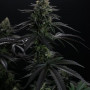 Семена конопли BISCOTTI GELATO™ от Fast Buds