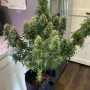 Семена конопли Original AUTO TRAINWRECK от Fast Buds