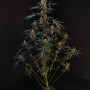 Cannabis seeds Original NORTHERN LIGHTS Auto from Fast Buds