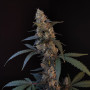 Cannabis seeds Original AUTO BUBBLEGUM from Fast Buds