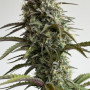 Cannabis seeds Original AUTO SKUNK from Fast Buds