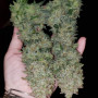 Семена конопли Original AUTO AK от Fast Buds