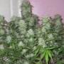 Семена конопли West Coast O.G. Auto от Fast Buds