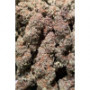 Семена конопли GG4 ™ (Gorilla Glue) от Fast Buds