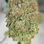 Семена конопли LEMONPAYA ™ от Fast Buds
