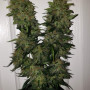 Семена конопли Original AUTO AK от Fast Buds