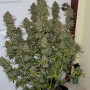 Семена конопли LEMON PIE Auto от Fast Buds