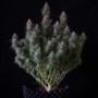 Семена конопли Original AUTO BLUEBERRY от Fast Buds
