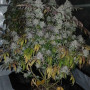 Семена конопли BISCOTTI GELATO™ от Fast Buds