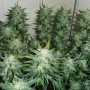 Cannabis seeds Original AUTO SKUNK from Fast Buds