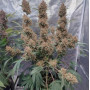 Семена конопли TROPICANA Cookies Auto от Fast Buds