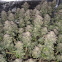 Семена конопли GORILLA MELON ™ от Fast Buds