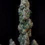 Cannabis seeds Original SOUR DIESEL Auto from Fast Buds