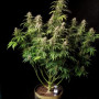 Семена конопли Original AUTO CINDERELLA от Fast Buds