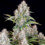 Семена конопли Original AUTO CINDERELLA от Fast Buds