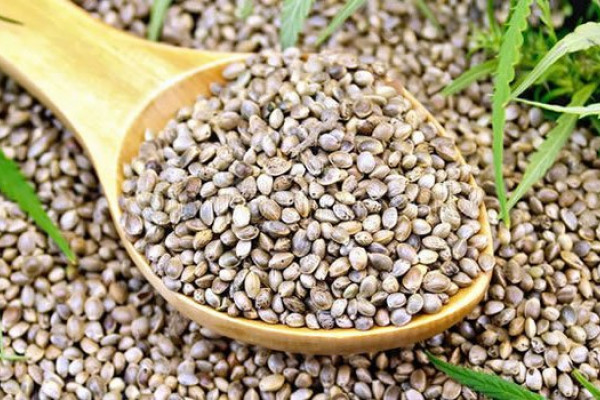 Как использовать зерно конопли семена конопли сортовой